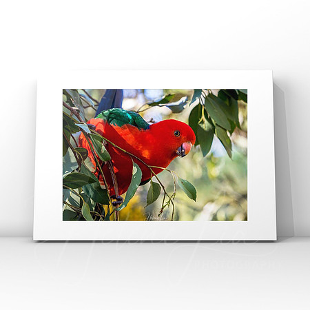 King Parrot $25