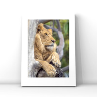 Lion Lookout $25