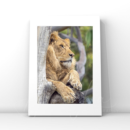 Lion Lookout $25