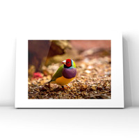 Lady Gouldian Finch $25