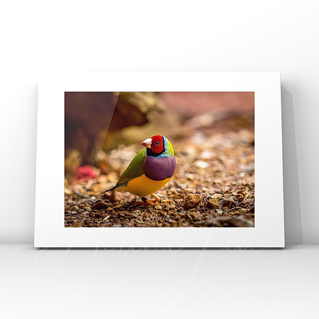 Lady Gouldian Finch $25