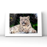 Snow Leopard $25
