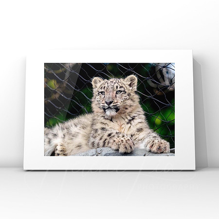 Snow Leopard $25