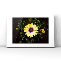 African Daisy $25
