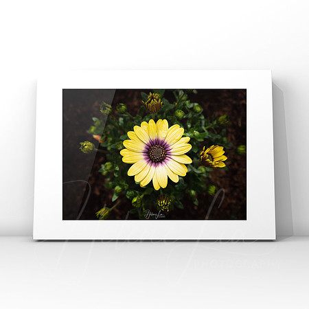African Daisy $25