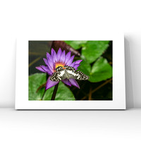 Butterlily $25