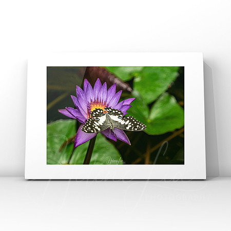 Butterlily $25
