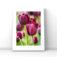 Tulip Velvet $25