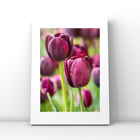 Tulip Velvet $25