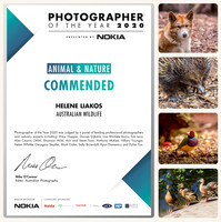 Photographer of The Year 2020 | Animal & Nature