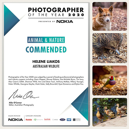 Photographer of The Year 2020 | Animal & Nature