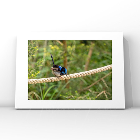 Wren $25